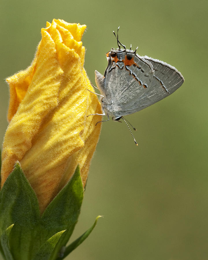 Butterfly Photograph - Gray Hairstreak Butterfly by Kathy Clark