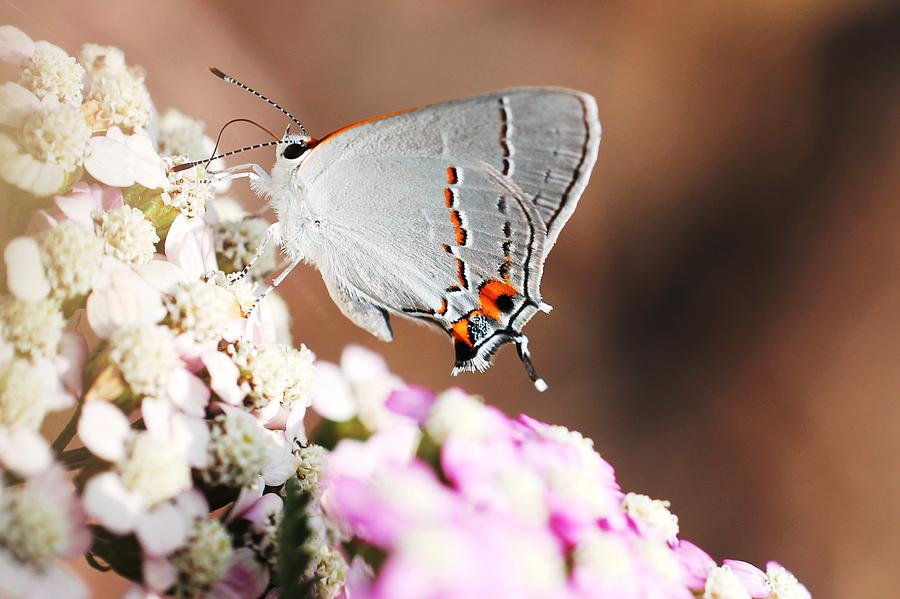 Flower Photograph - Gray Hairstreak Butterfly by Lorri Crossno