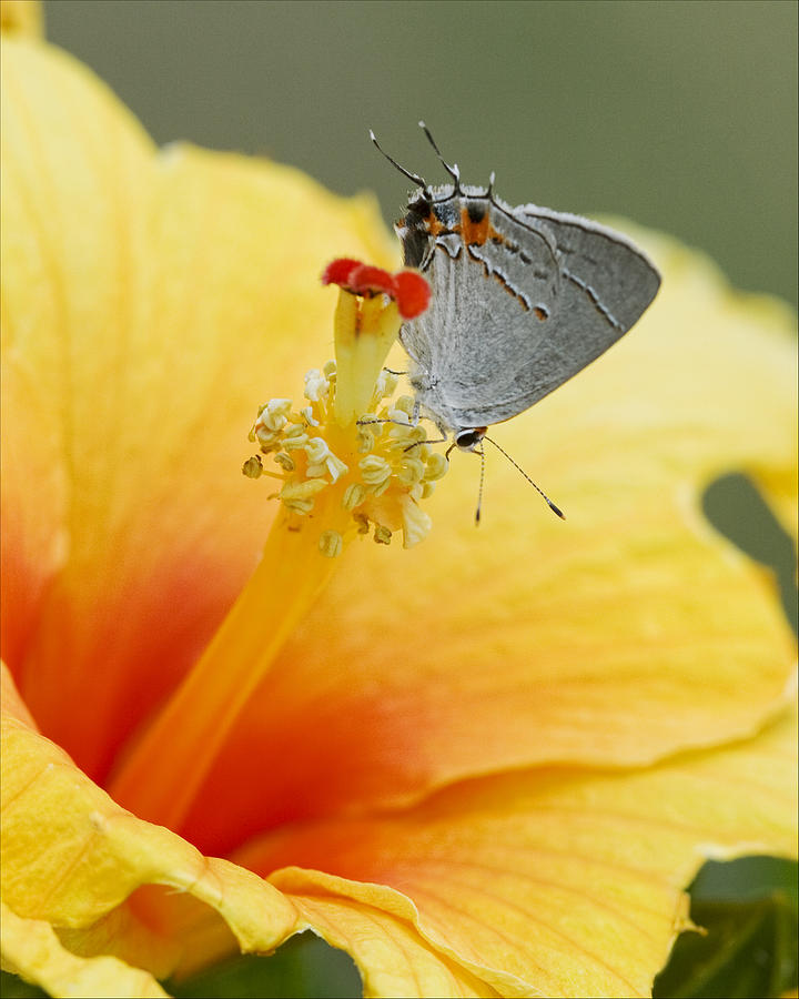 Gray Hairstreak Butterfly on Yellow Hibiscus Photograph by Kathy Clark