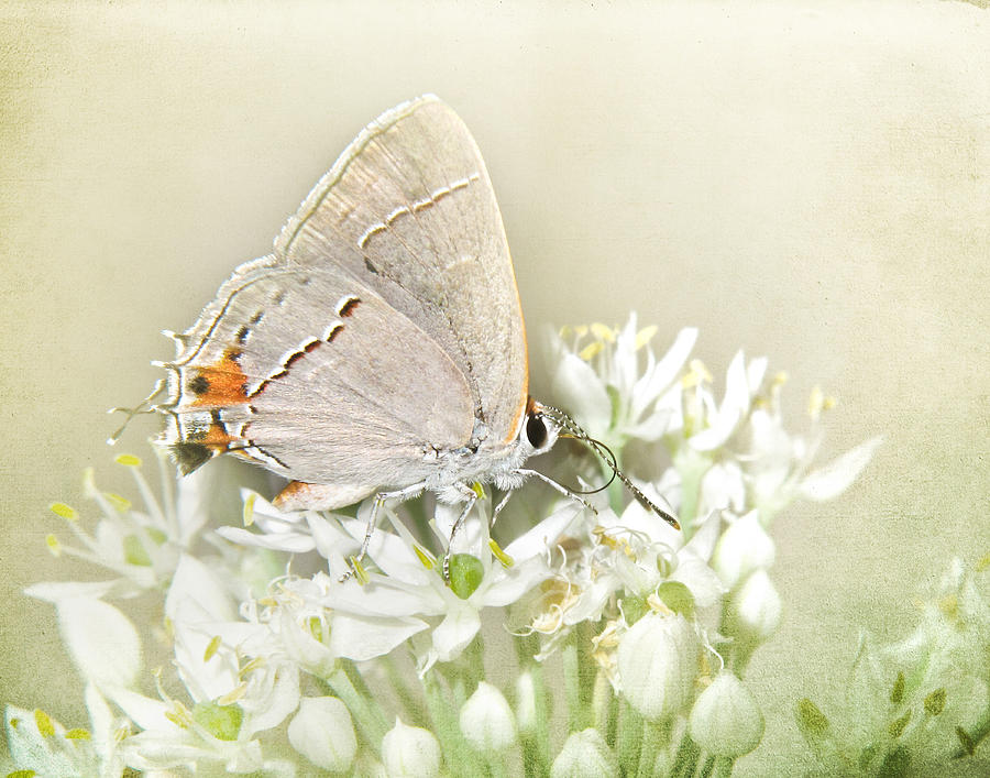 Butterfly Photograph - Gray Hairstreak III by David and Carol Kelly