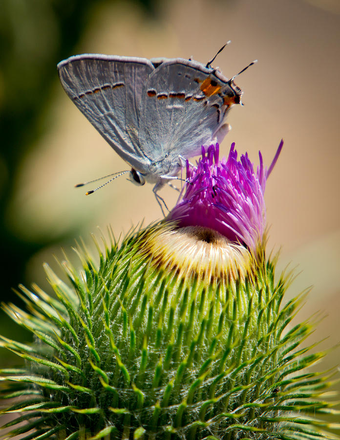 Gray Hairstreak on Thistle Photograph by Janis Knight