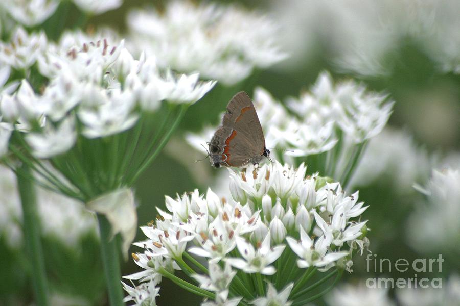 Gray Hairstreak On White Blossoms Photograph by Living Color Photography Lorraine Lynch