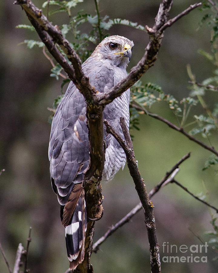 Hawk Photograph - Gray Hawk by Carl Jackson