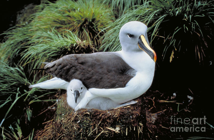 Gray-headed Albatross Photograph by Art Wolfe