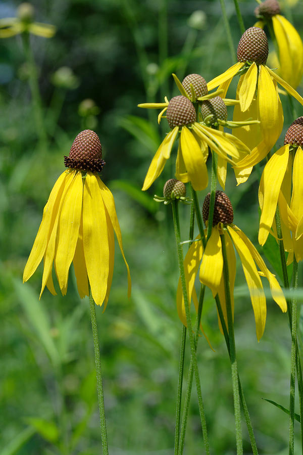 Gray-Headed Coneflower Group Photograph by Daniel Reed