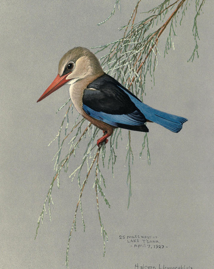 John James Audubon Painting - Gray Headed Kingfisher by Dreyer Wildlife Print Collections 