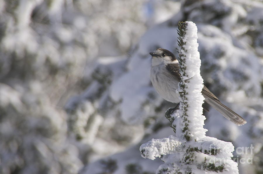 Gray Jay 2 Photograph by Sean Griffin