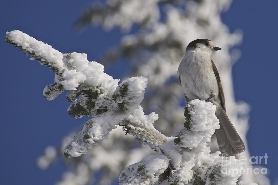 Gray Jay 3 Photograph by Sean Griffin