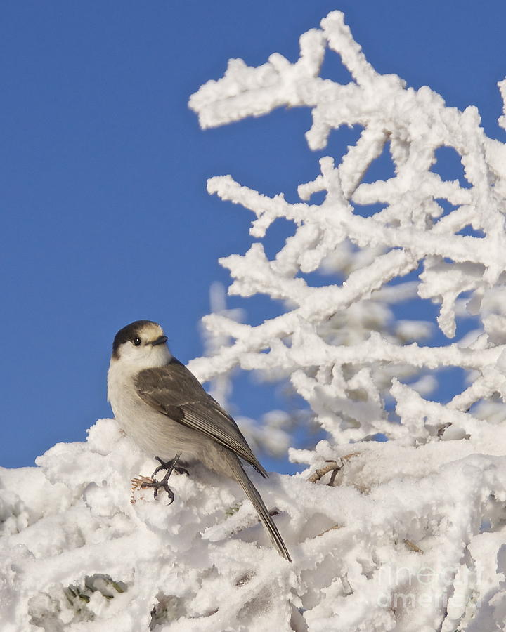 Gray Jay 4 Photograph by Sean Griffin