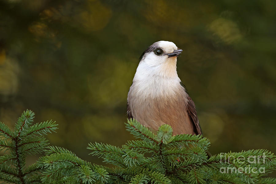 Nature Photograph - Gray Jay at Algonquin Provincial Park Canada by Inspired Nature Photography Fine Art Photography