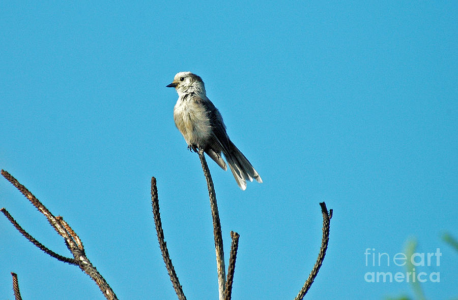 1056A Gray Jay Photograph by NightVisions