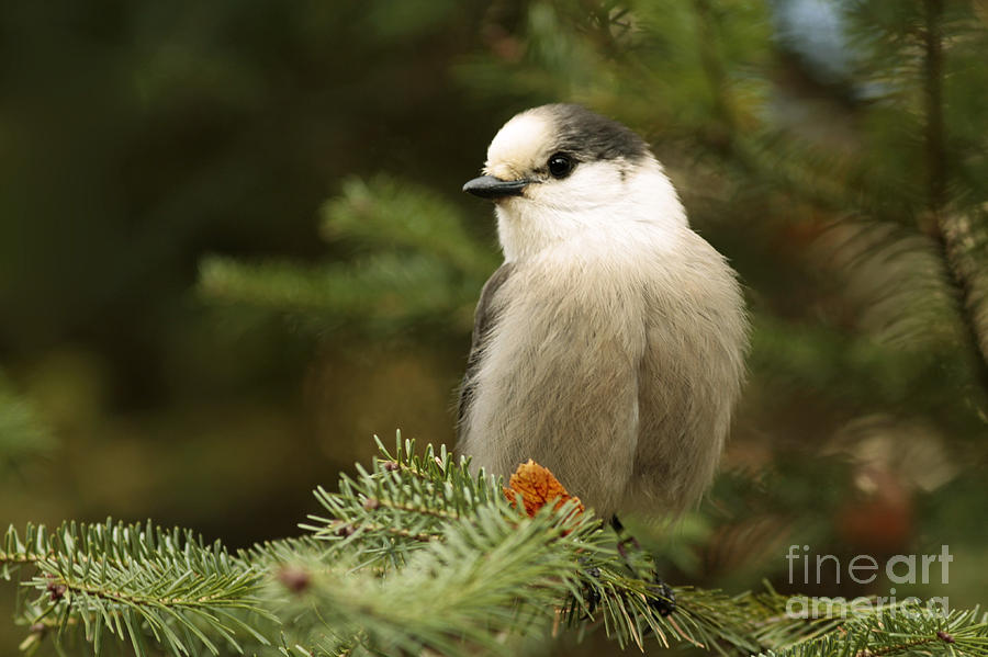 Nature Photograph - Gray Jay on an Autumn Day by Inspired Nature Photography Fine Art Photography