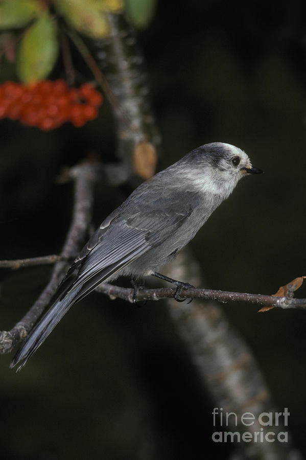 Gray Jay Photograph by Ron Sanford