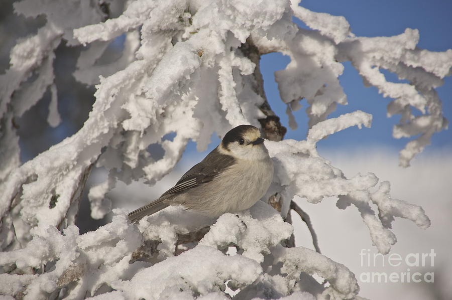 Gray Jay Photograph by Sean Griffin