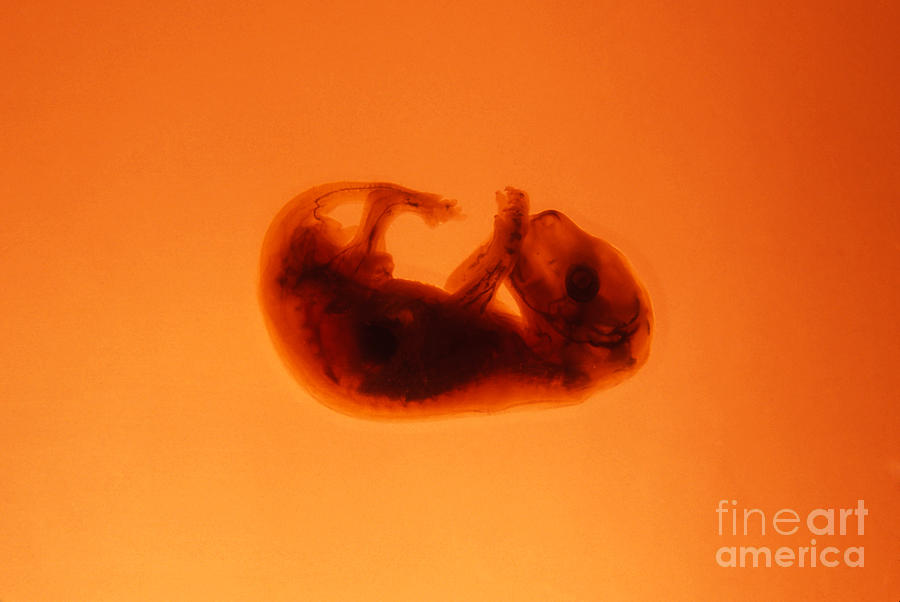 Gray Kangaroo Embryo Photograph by Mark Newman