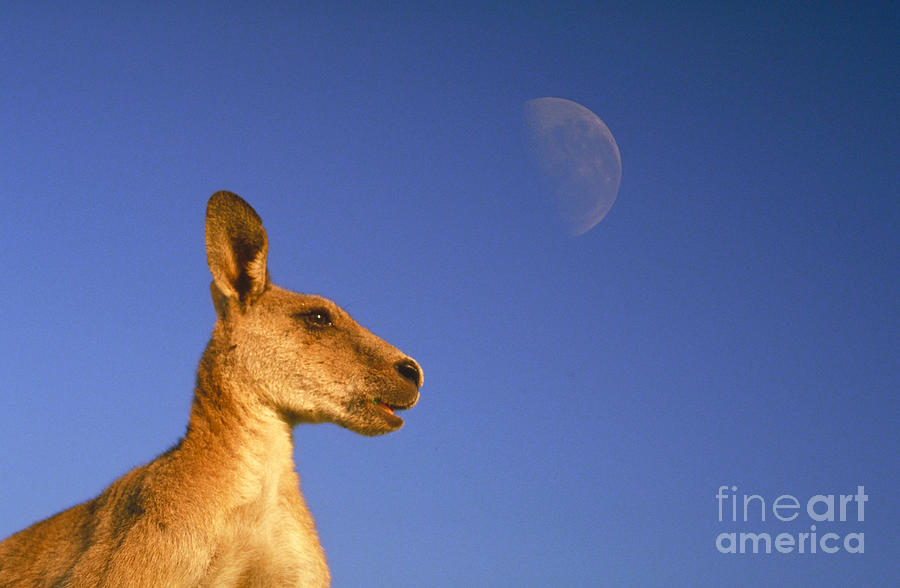 Mammal Photograph - Gray Kangaroo by Mark Newman