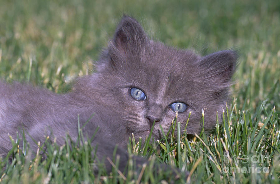Gray Kitten About 7 Weeks Old Photograph by William H. Mullins