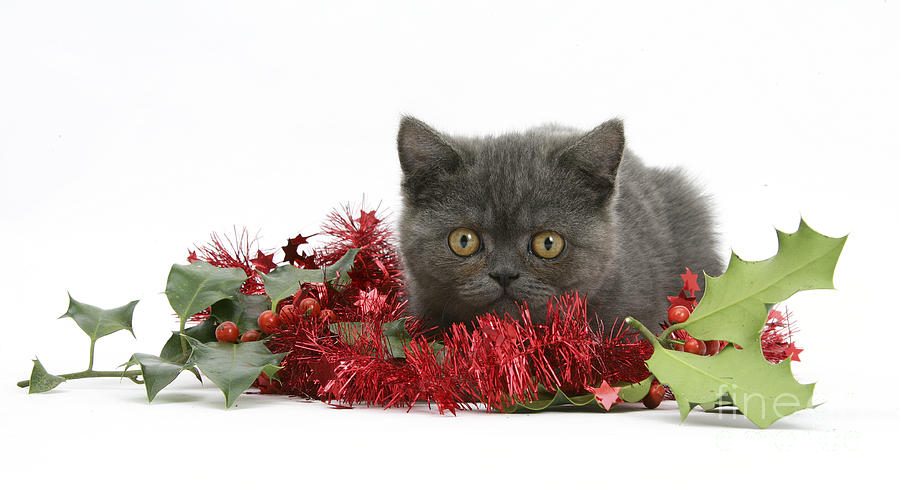 Gray Kitten Tinsel And Holly Berries Photograph by Mark Taylor