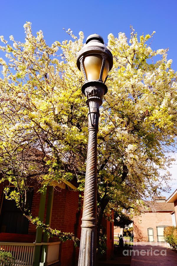 Gray Lamp Post Photograph by Kathryn Mortenson - Pixels