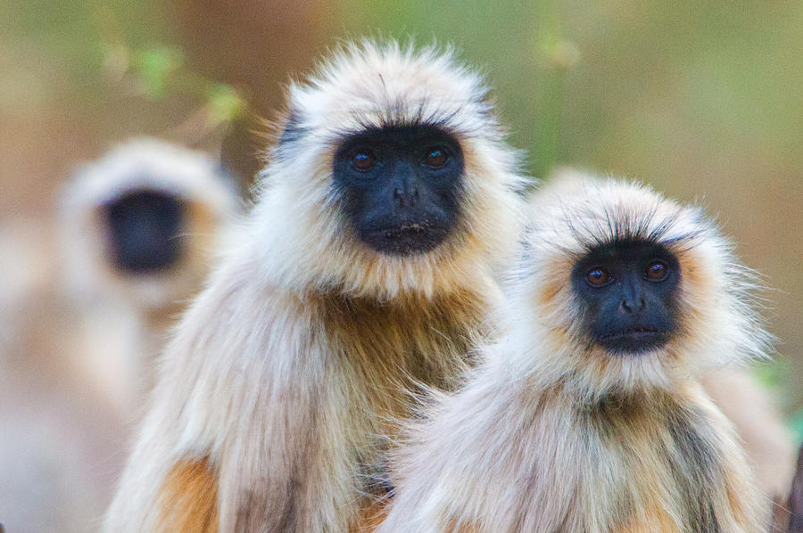Nature Photograph - Gray Langur Monkeys, Kanha National by Panoramic Images