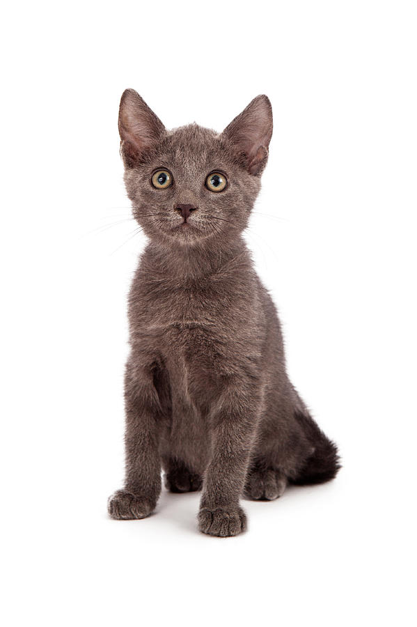 Cat Photograph - Gray little kitten  by Good Focused