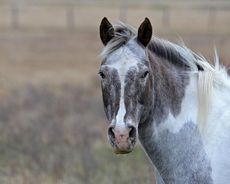 Gray Mare Photograph by Whispering Peaks Photography - Fine Art America