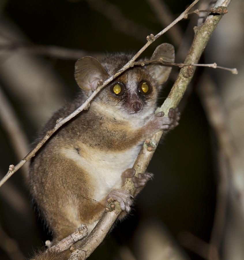 Gray mouse lemur Photograph by Science Photo Library - Fine Art America