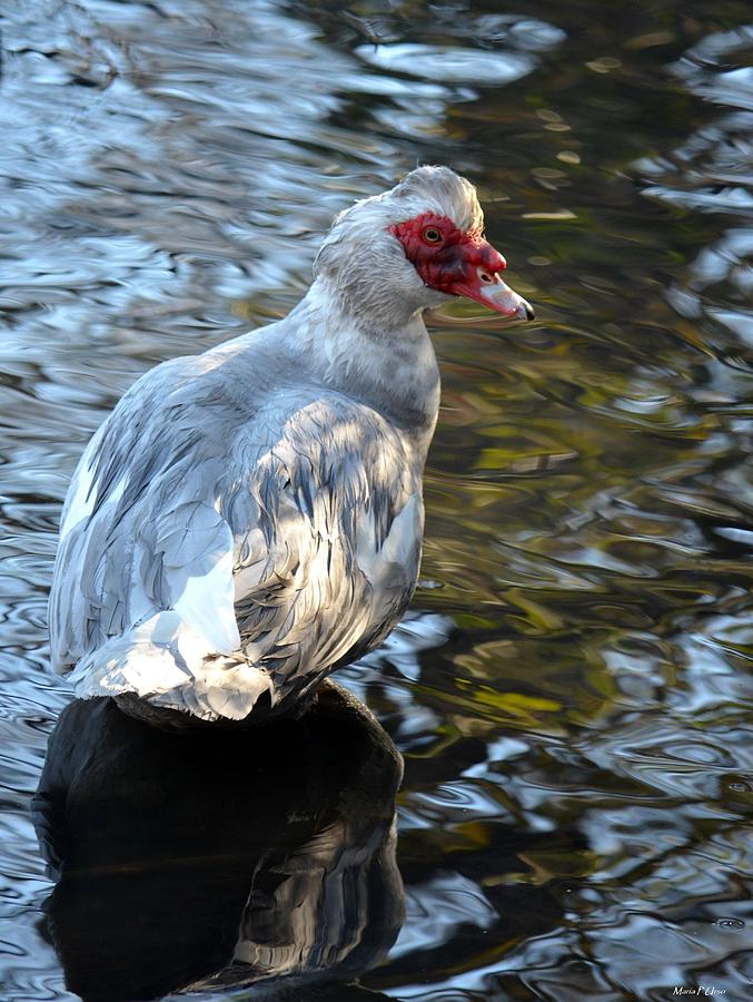 Gray Muscovy 2013 Photograph by Maria Urso