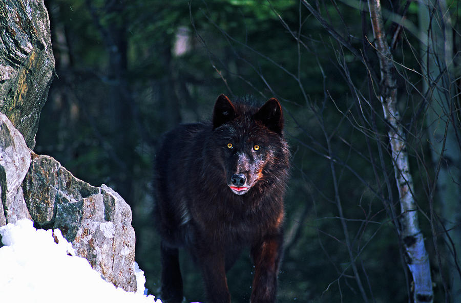 pet timberwolf