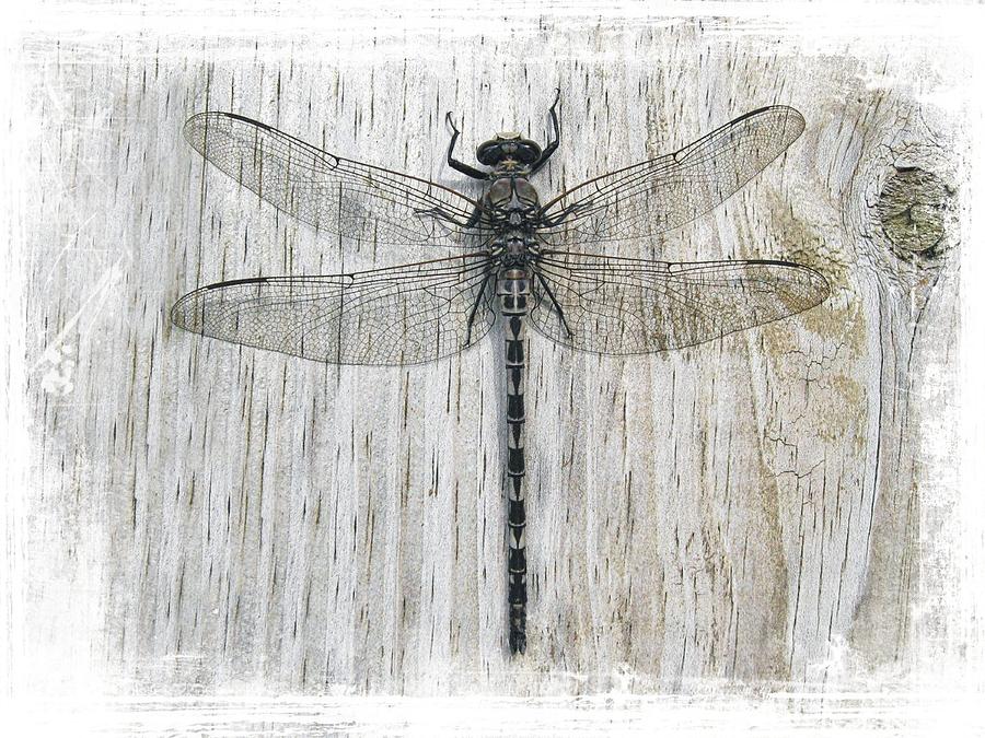 Gray Petaltail Dragonfly Photograph by Joe Duket