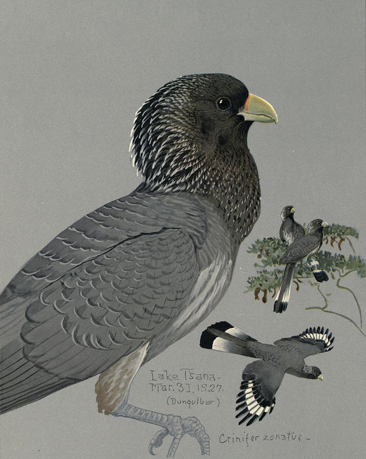 John James Audubon Painting - Gray Plantain Eater by Dreyer Wildlife Print Collections 