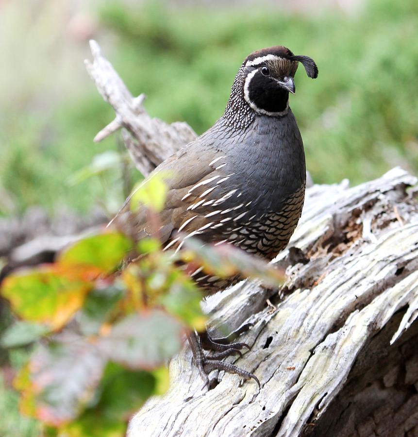 Gray Quail Photograph by Ru Tover - Fine Art America