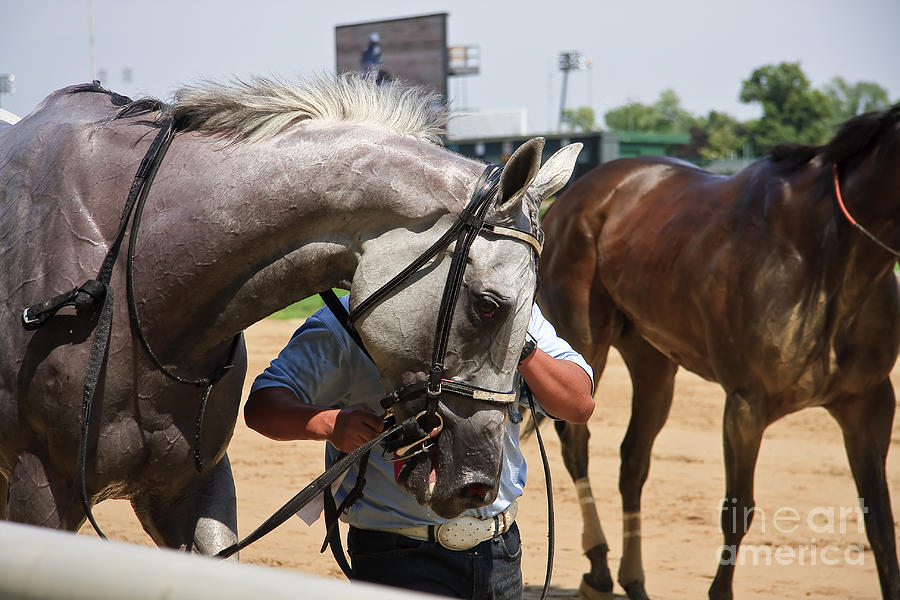 Gray Race Horse Photograph