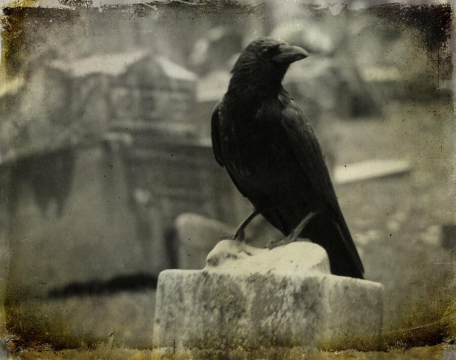 Gray Rainy Day Raven In Graveyard Photograph by Gothicrow Images - Fine ...