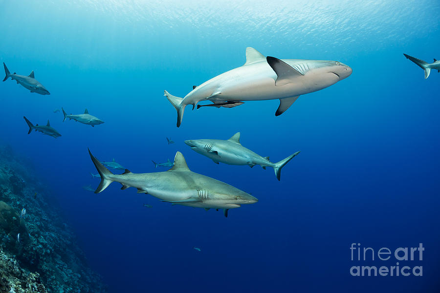 Gray reef sharks _Carcharhinus amblyrhynchos_, fill the water column at a dive site named Vertigo, off the island of Yap_ Yap, Micronesia Photograph by Dave Fleetham