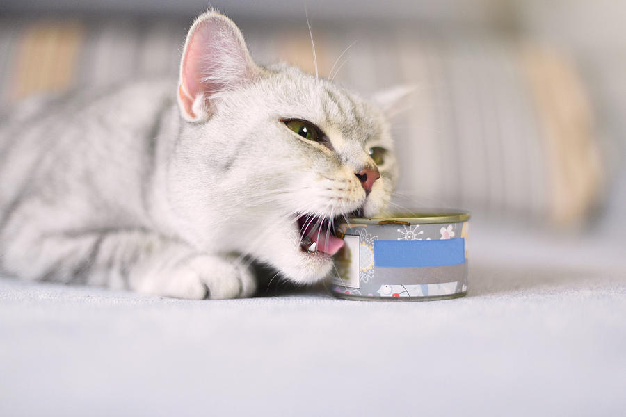 Gray Shorthair Cat Opening Can With Mouth Photograph by Waitforlight