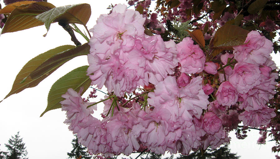 Gray skies and Flowering Cherry Blossoms Photograph by Ellen Miffitt