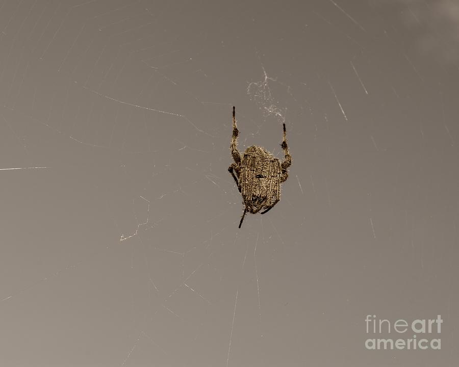 Gray Spider on a Web Photograph by MM Anderson