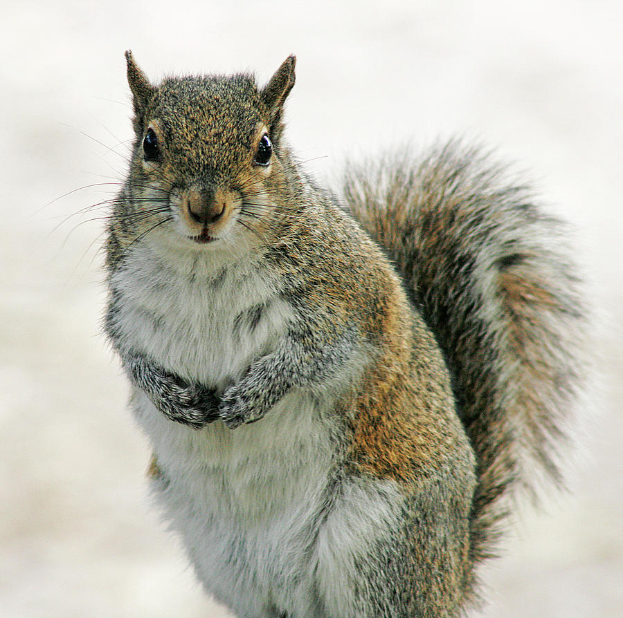 Gray Squirrel Photograph by Cindi Ressler