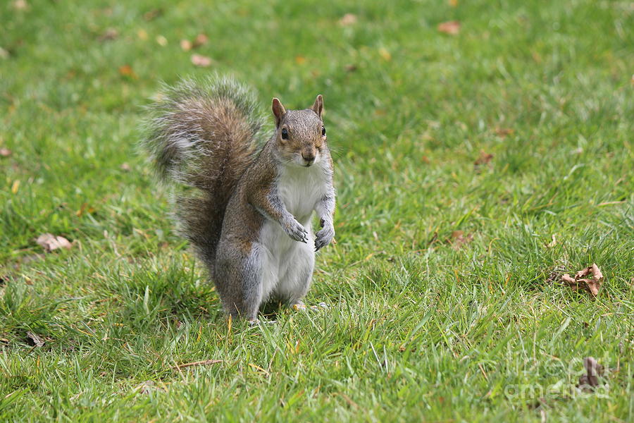 Gray Squirrel Photograph by David Grant