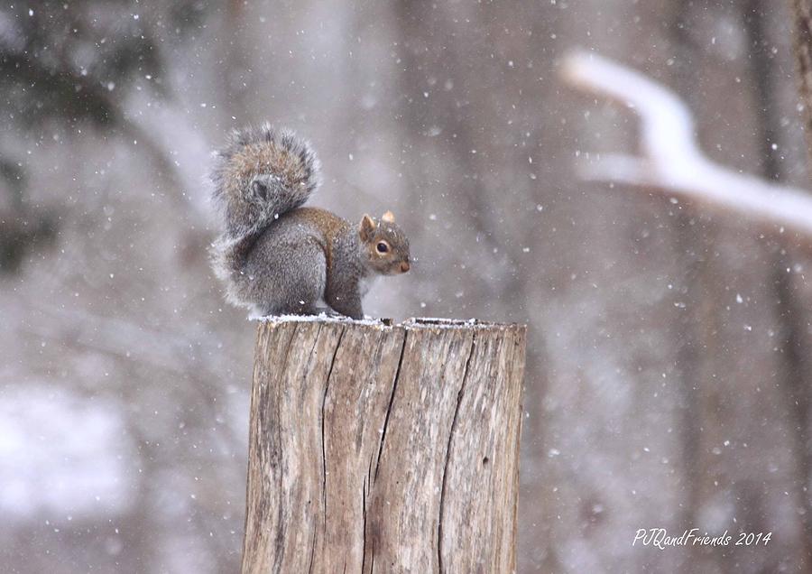 Gray Squirrel in Snow Photograph by PJQandFriends Photography