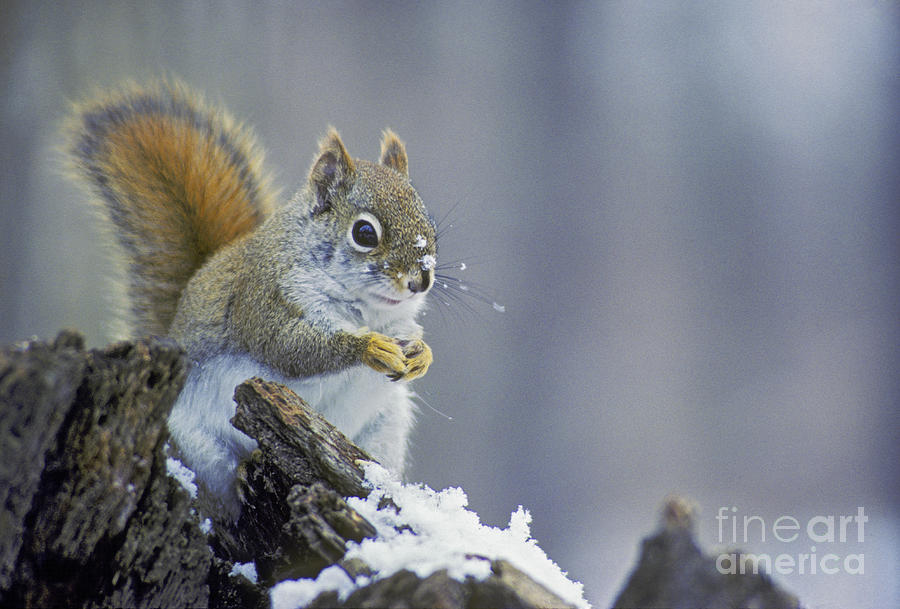 Gray Squirrel in Winter Photograph by Jim West