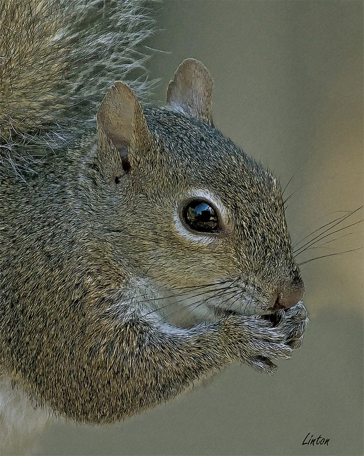 Gray Squirrel Digital Art by Larry Linton