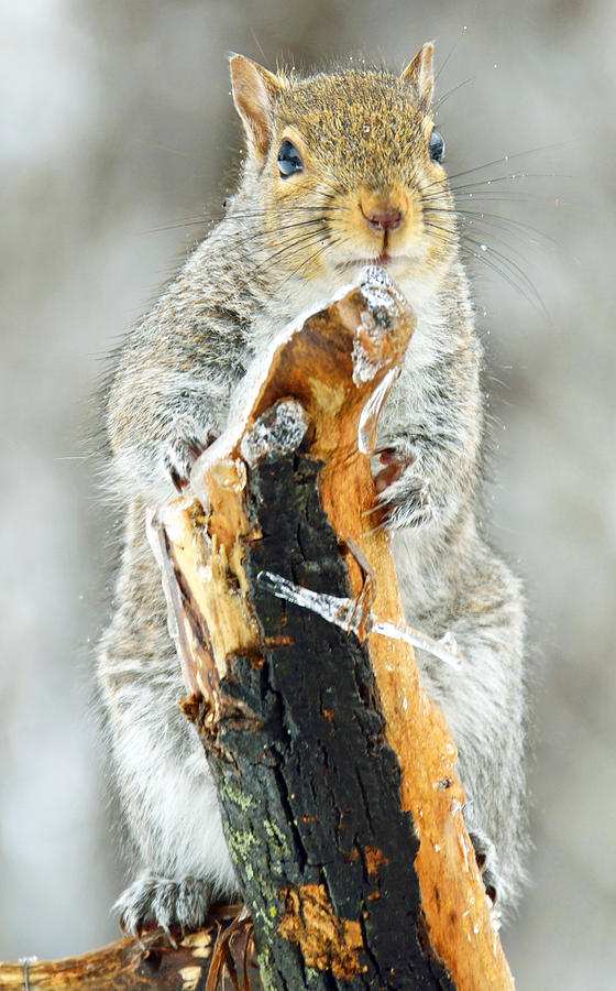 Gray Squirrel on Icy Tree Stump Photograph by A Macarthur Gurmankin