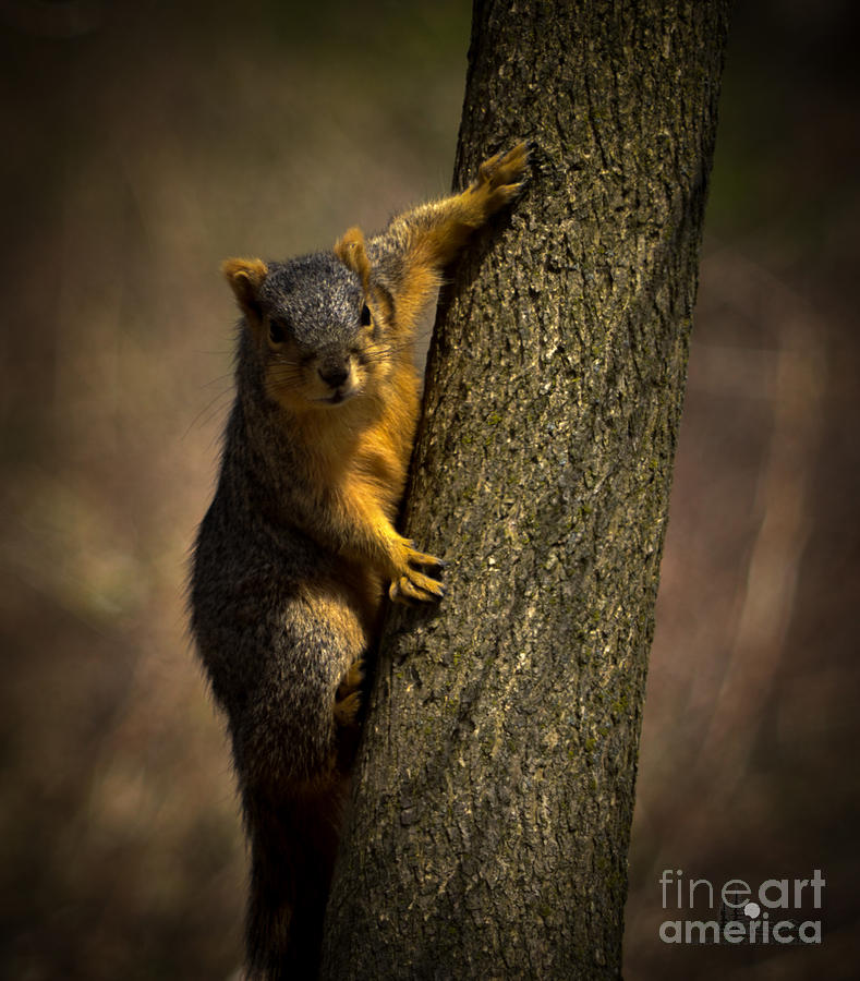 Gray Squirrel Photograph by Ronald Grogan