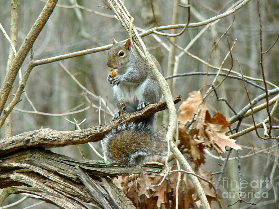 Gray Squirrel - Sciurus carolinensis Photograph by Carol Senske