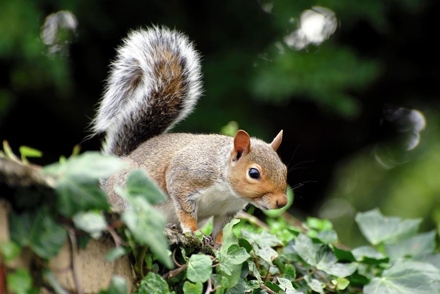 Nature Photograph - Gray Squirrel (sciurus Carolinensis) by Ian Gowland/science Photo Library