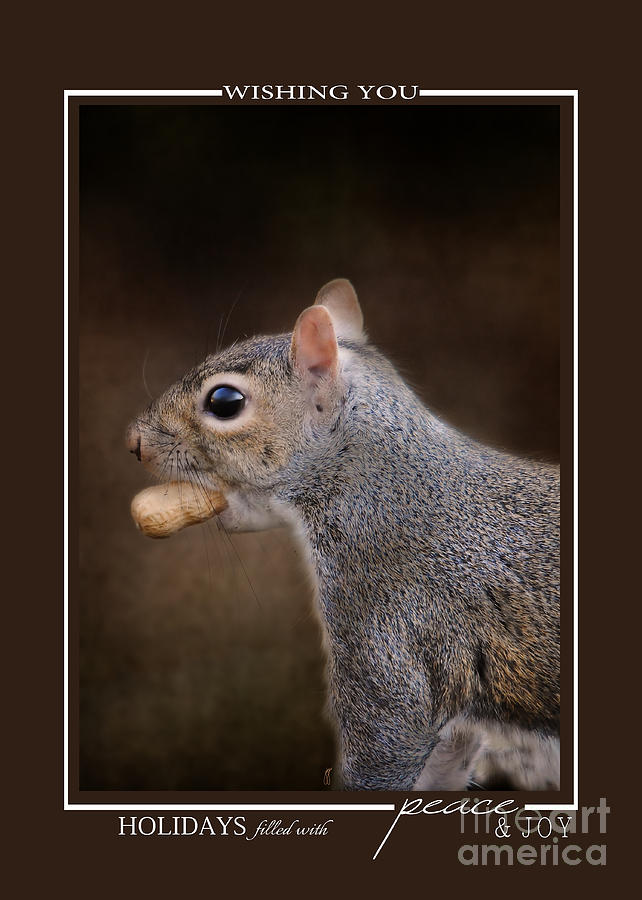 Gray Squirrel With Nut Wildlife Christmas Cards Photograph by Jai Johnson