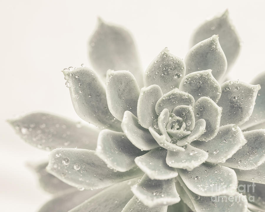 Succulent Photograph - Gray Succulent 2 by Lucid Mood