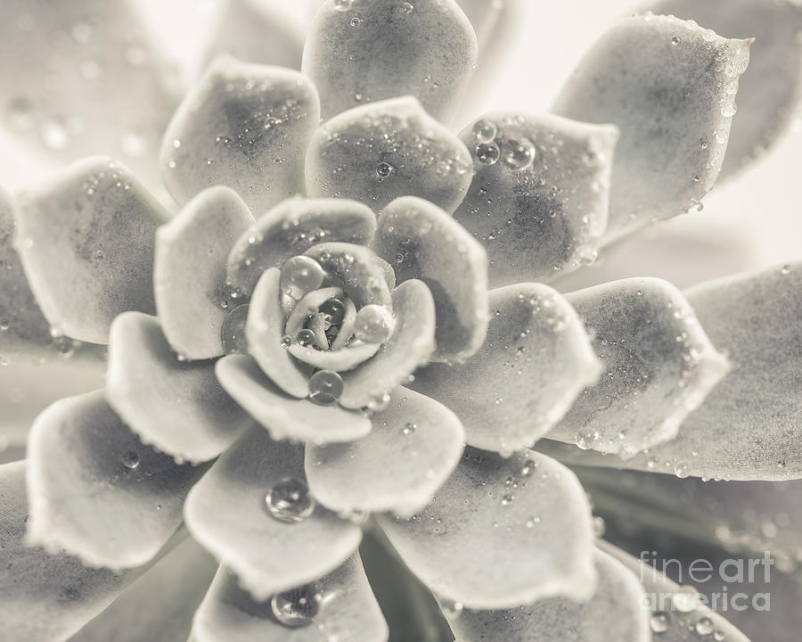 Succulent Photograph - Gray Succulent by Lucid Mood